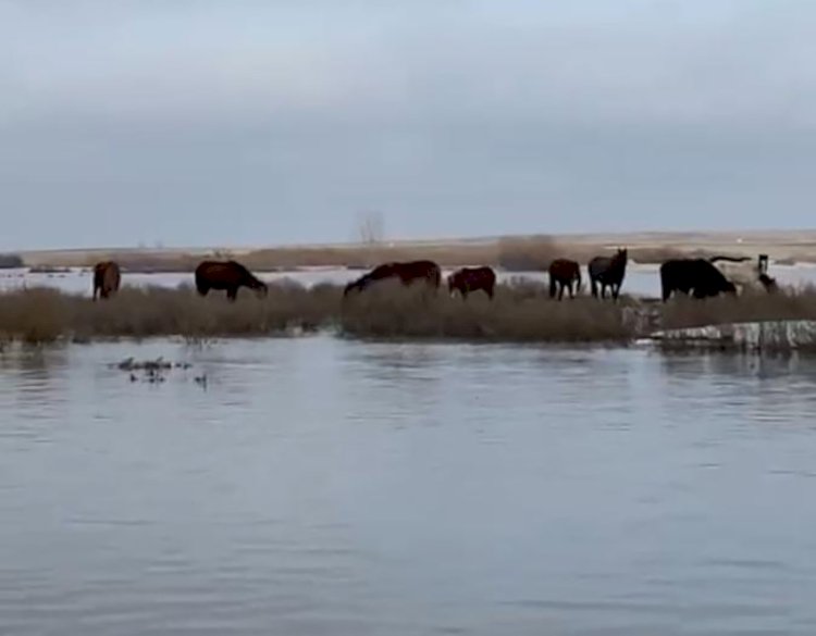 Он сегіз жылқы суға кетіп қала жаздады