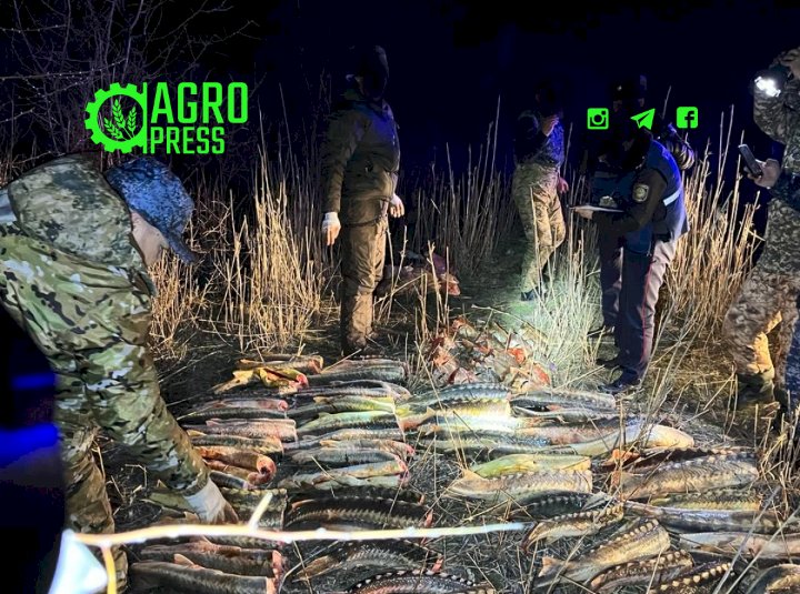 «Бекіре-2024» браконьерлерге 3,1 млн теңгеге айыппұл салды