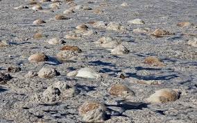 Батыс Қазақстанда су қоймасынан мыңнан аса киіктің өлексесі табылды