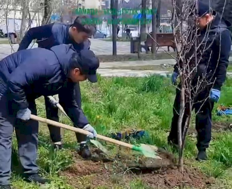 Кәсіпорын қызметкерлері 100-ден астам ағаш отырғызды.
