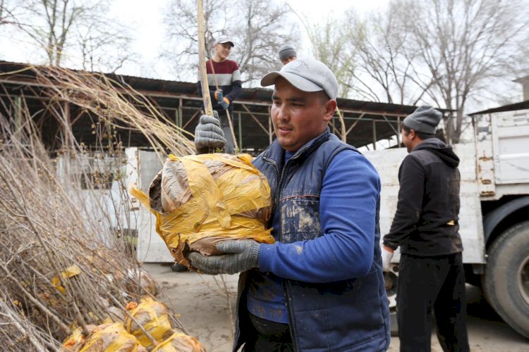 Алматылықтар  тегін көшеттер алды