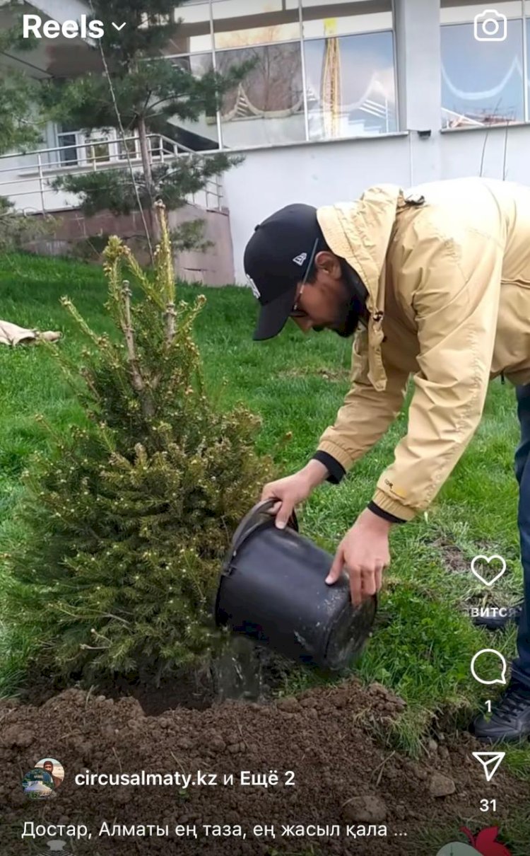 Алматыда эстрада жұлдыздары 500-ден астам көшет отырғызды