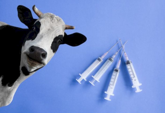 Сиыр сүтінен адам инстулинін өндіруге болады екен