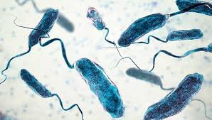 ДДСҰ тырысқақ індетіне қатысты ескерту жасады