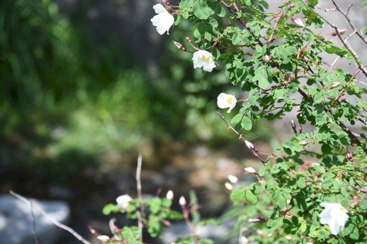 «Алматы – бақ қала»: мегаполисте жаңа алма бақтары пайда болады