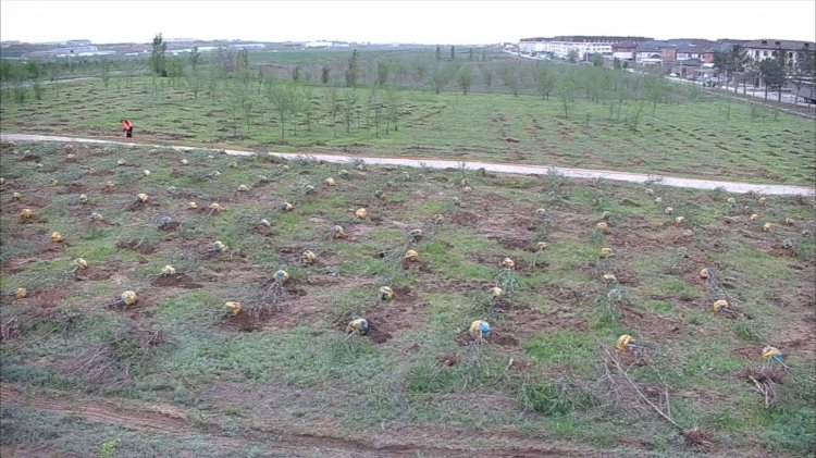 Алматыда алма бақтарына ағаш отырғызу онлайн режимде көрсетіледі