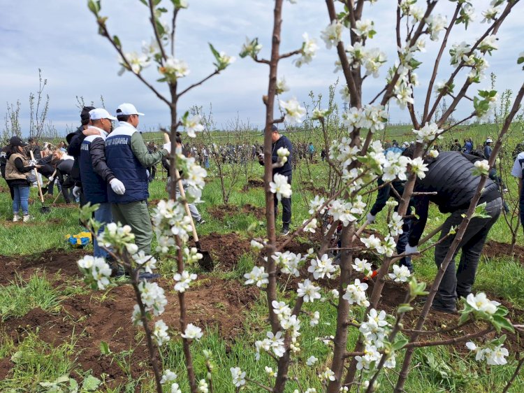 Алматыда «Таза Қазақстан» республикалық акциясы аясында 8 мыңнан астам ағаш отырғызылды