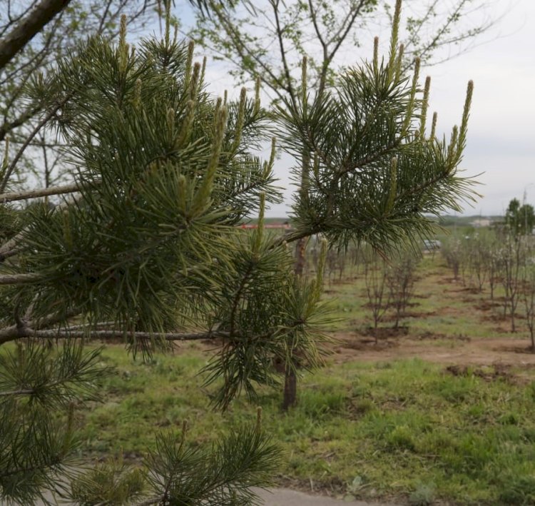 Алдағы күндерге арналған ауа райы болжамы