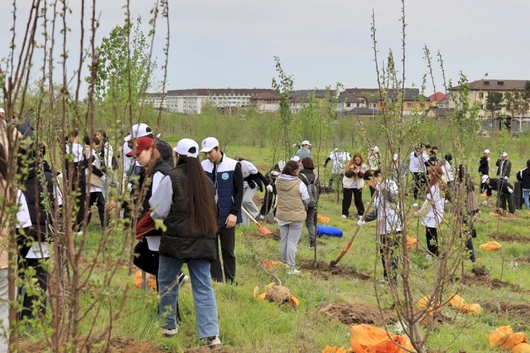 Алматының Наурызбай ауданында «Қалқаман» және «Ақжар» скверіне 600 тал егілді