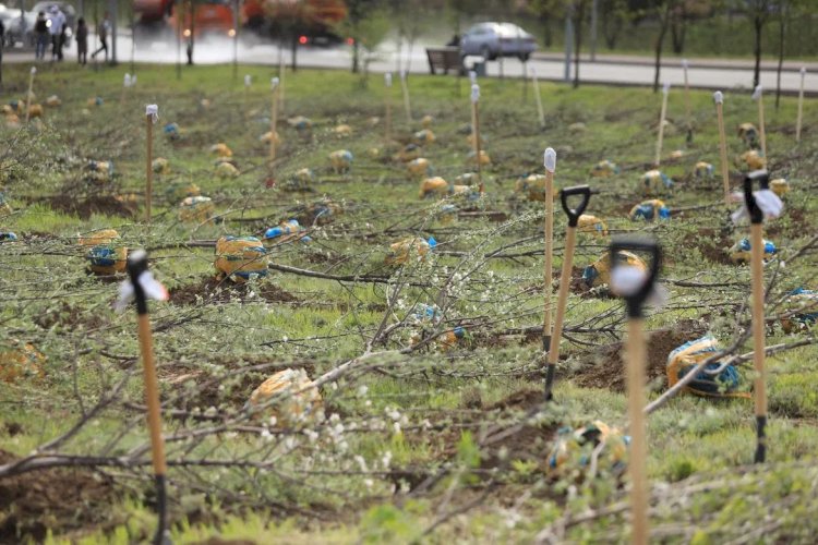 Алматыны одан сайын көркейтеміз