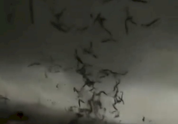 Қытайда құйыннан 5 адам қаза тапты