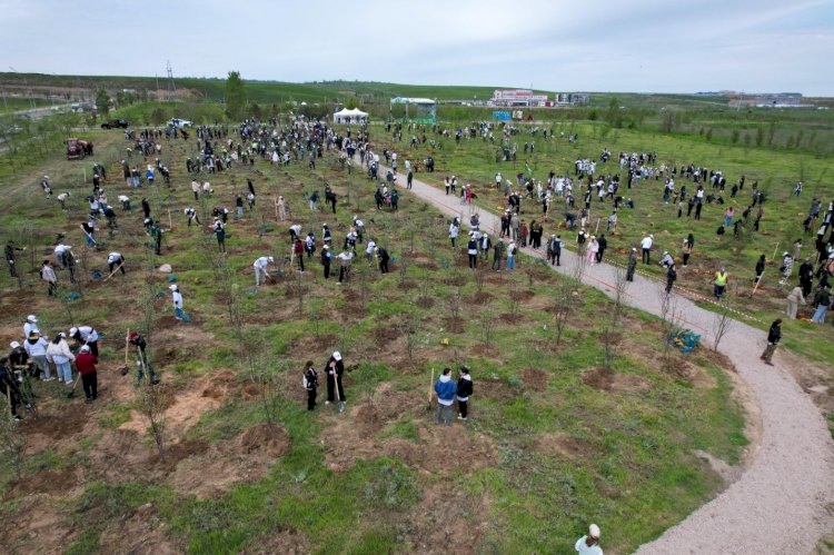 «Алматы – бақ-қала»: алма ағаштарын отырғызу шарасы қалай өтті?