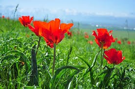 Қызғалдаққа тиіспеңіз!