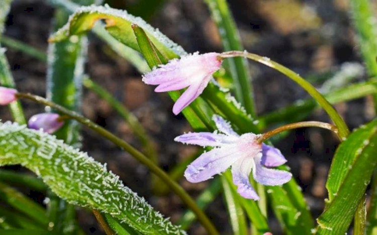 Бүгін де үсік жүреді