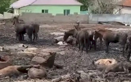 Алматы облысында бір ауылдың халқы дабыл қақты