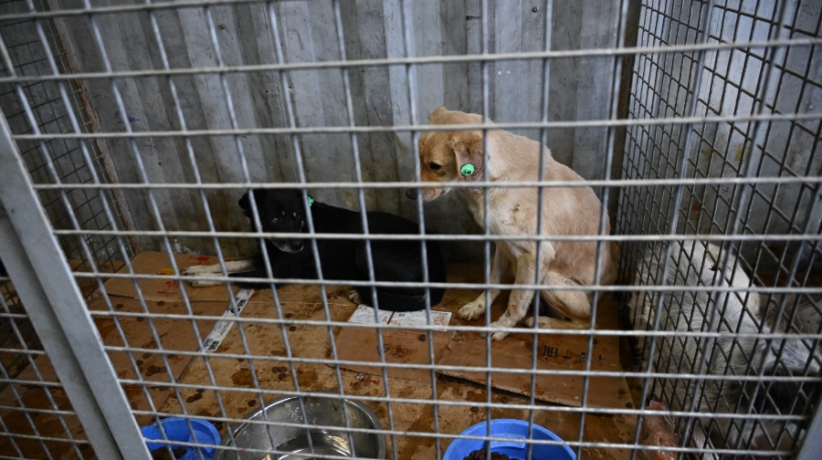 Алматыда үй жануарларын тегін піштіру және зарарсыздандыру бағдарламасы басталды