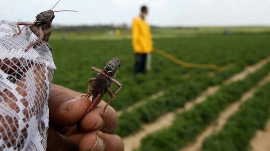 Шегіртке шаруаларды шығынға батыруы мүмкін