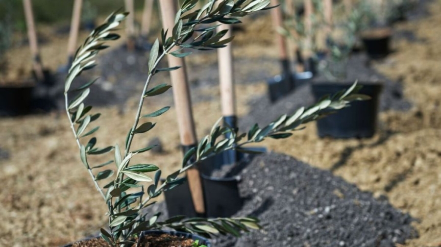 Қазақстандықтар қазан айында өз жерімізде өскен зәйтүнді жей бастайды