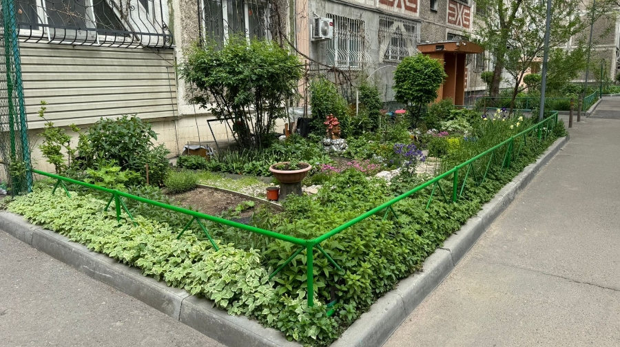 Ауласы қаладағы ең үздіктің біріне айналған алматылық әйел лайфхакпен бөлісті