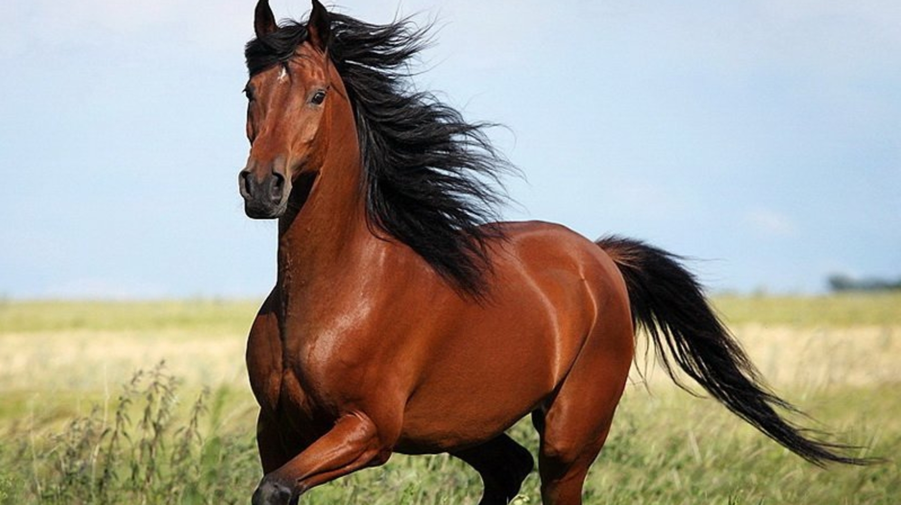 Ертең Қостанай жылқыларының республикалық бәйгесі өтеді