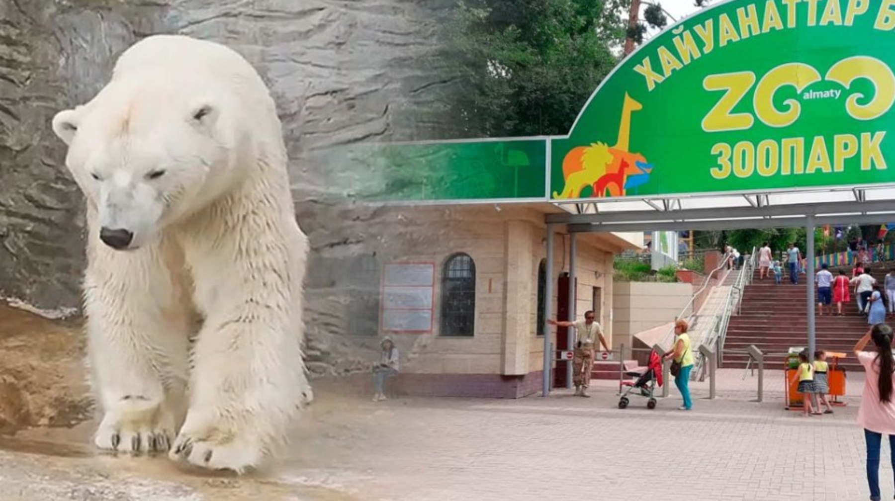 Алматы хайуанаттар бағында ақ аю өліп қалды