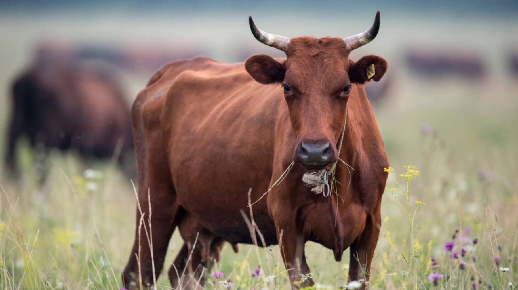 Елде мал ұрлығы азайған