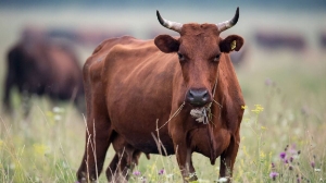 Шаруаларға берілген миллиардтар қайда?