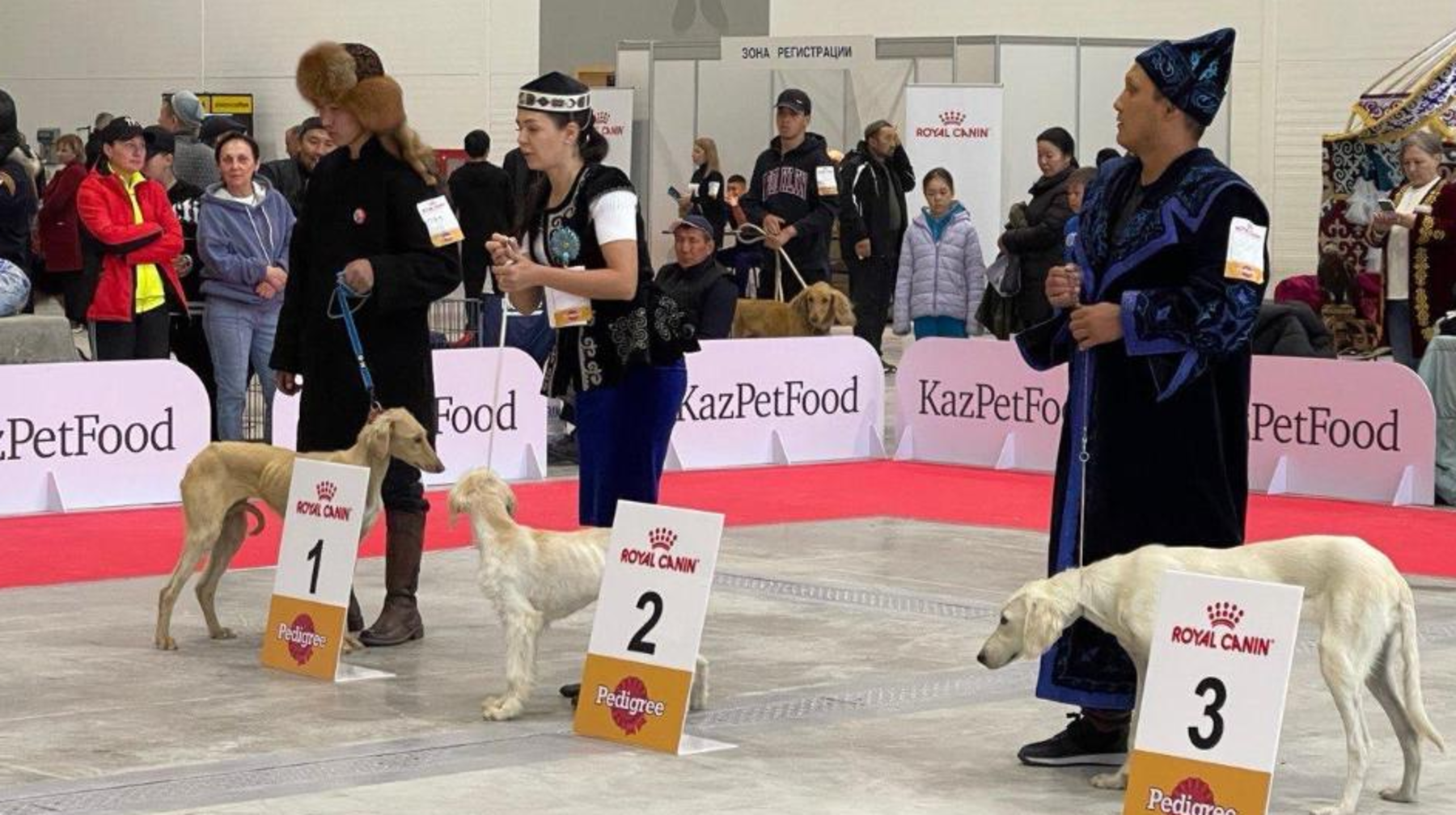 Астанада қазақ тазы тұқымды иттерді тану бойынша Халықаралық көрме өтті