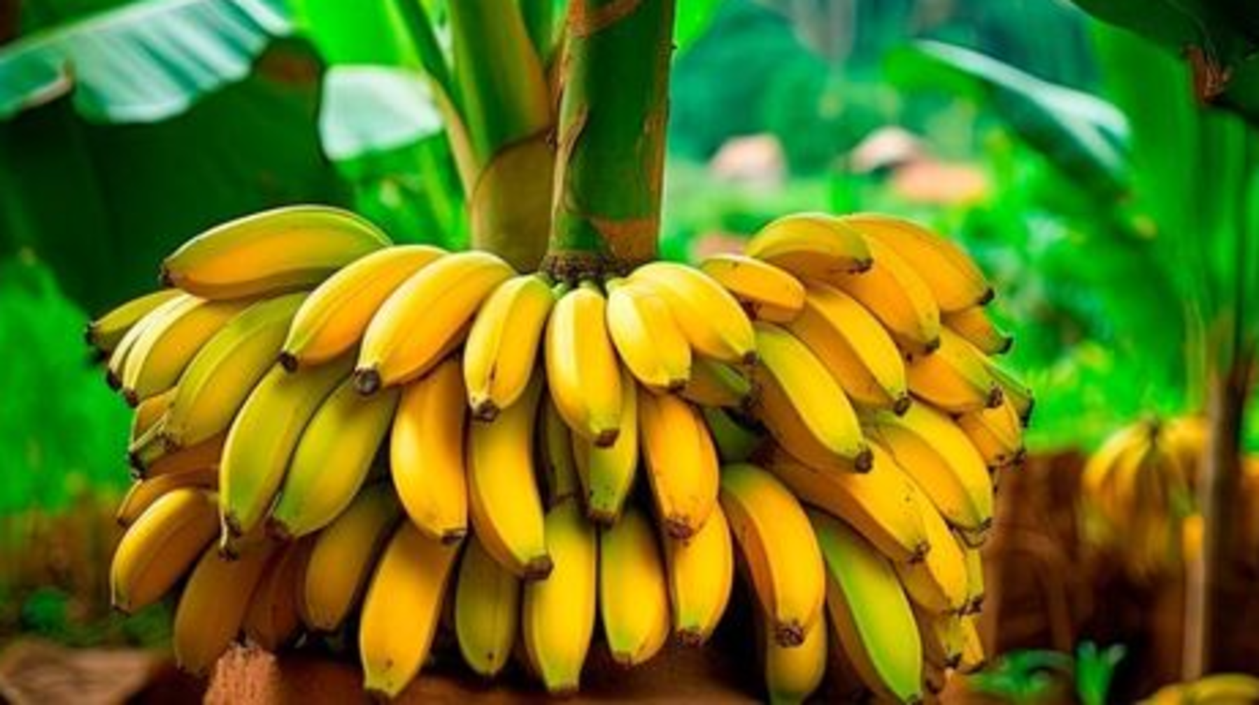 Түркістан облысында алғашқы банан жиналды