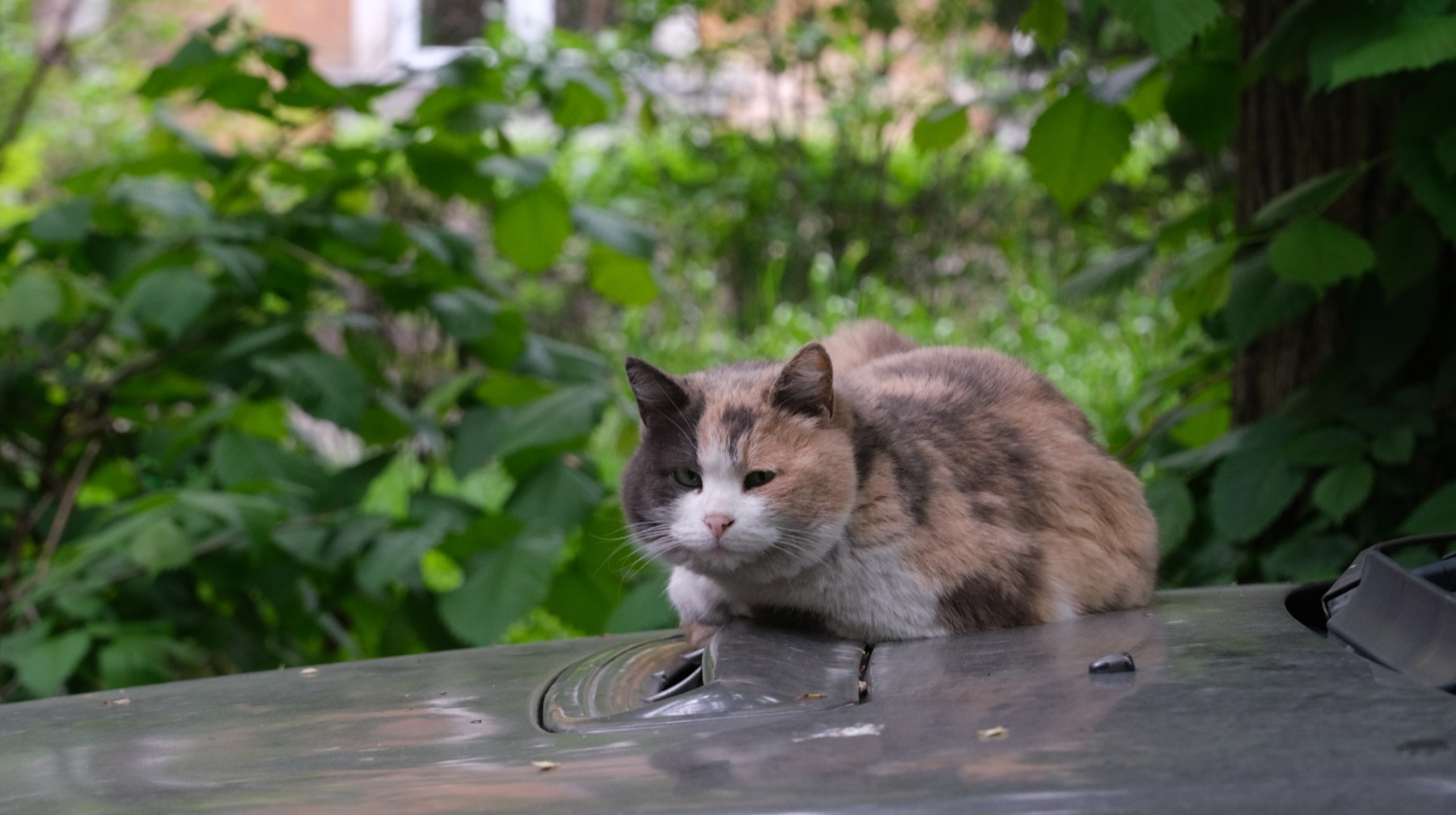 Алматыда үй жануарларын чиптеу бағдарламасы басталады