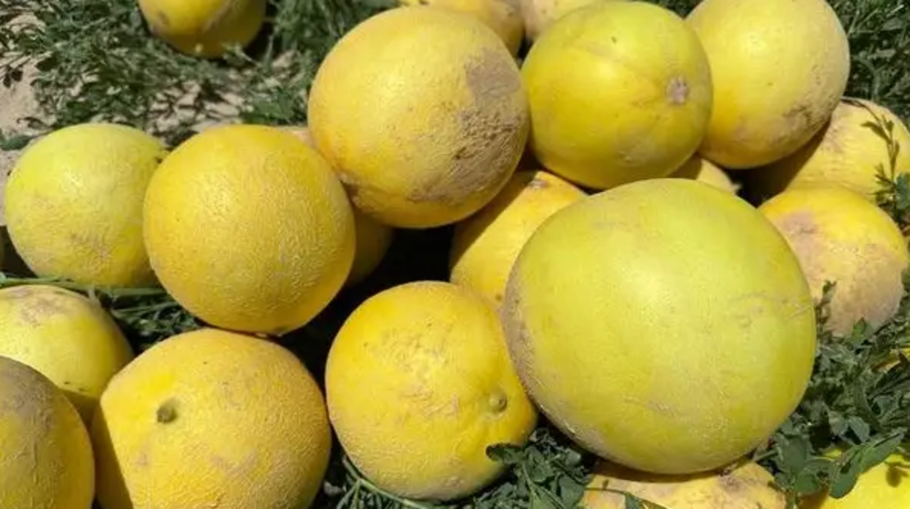 Оңтүстікте қауын пісті