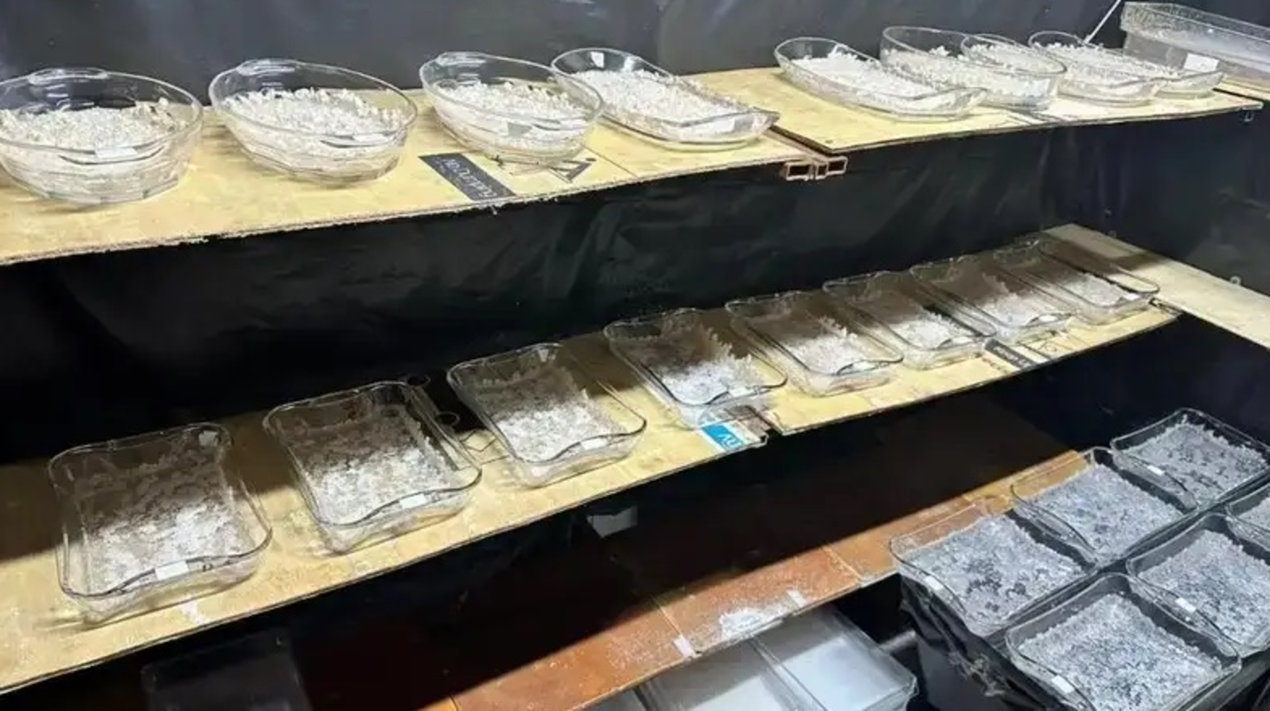 Алматыда есірткі зертханасы жойылды