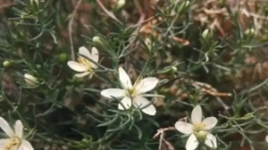 Адыраспанды шекарадан  заңсыз өткізудің артында қылмыстық жауапкершілік бар