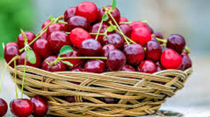 Қазақ-қырғыз шекарасында 40 тоннаға жуық құрттаған шие анықталды 