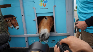 Чехиядан Қазақстанға 8 кертағы жылқысы жеткізілді