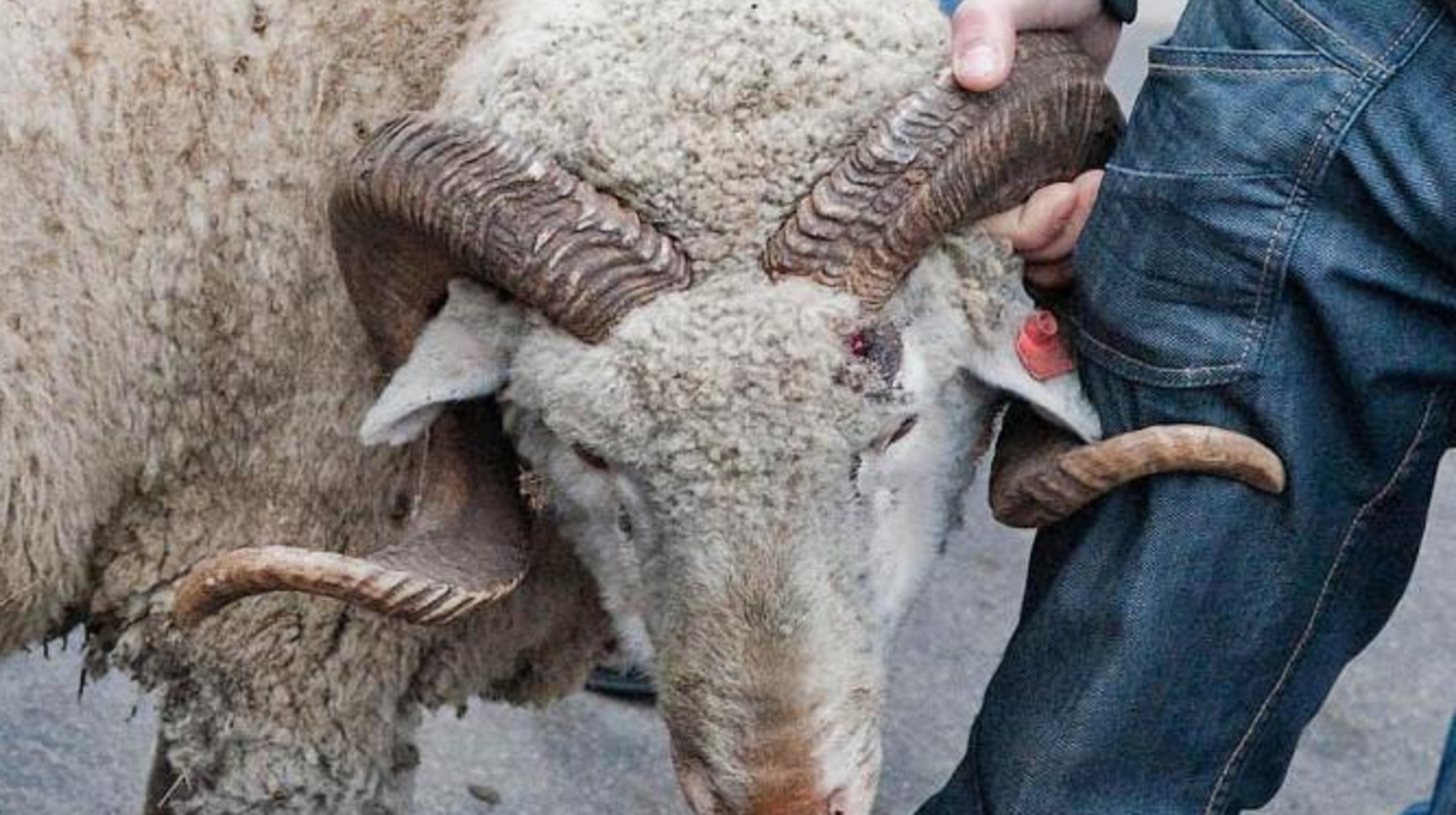 Бір құрбандық малы неше адамның атынан жарамды?