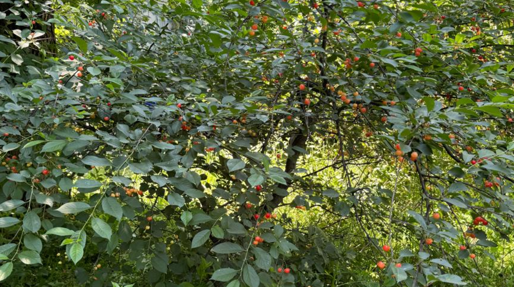 Алматыда 35-36 градус ыстық болады