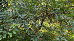 Аптап ыстық, нөсер жаңбыр...