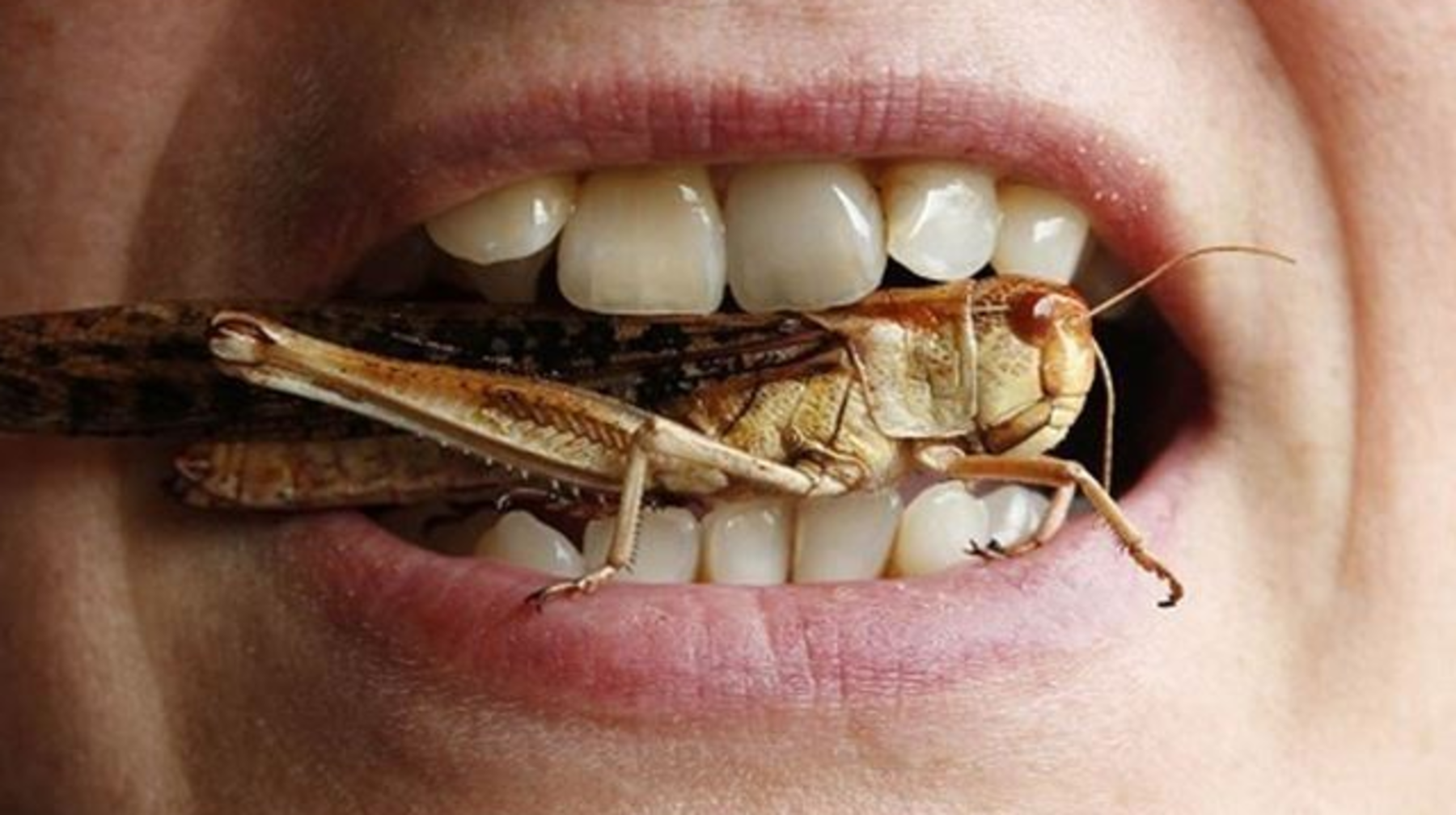 Шегірткені жоюдың бір жолы - оны жеу