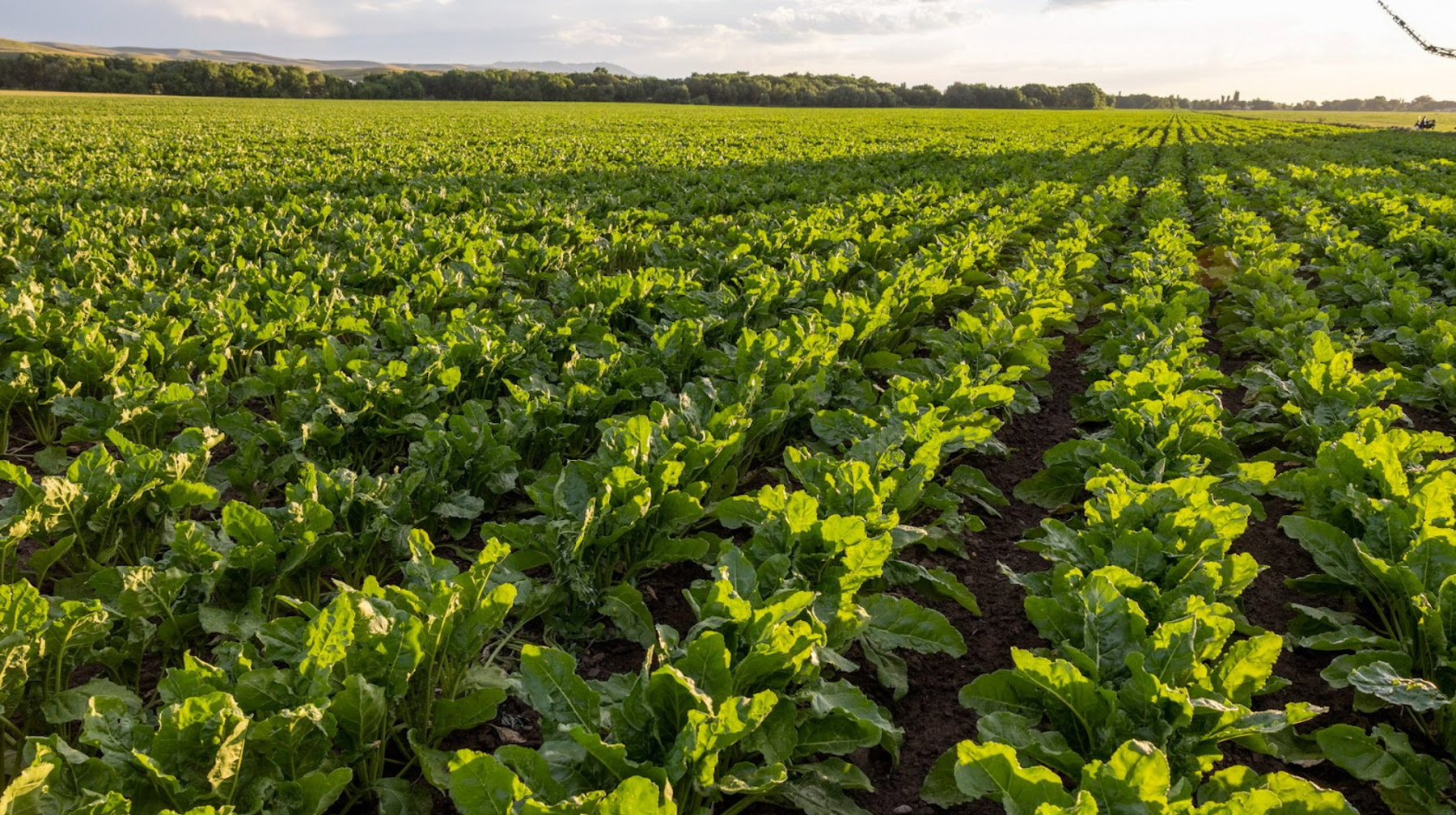 Жетісу облысында қант қызылшасы алқабын үш есе ұлғайту жоспарлануда 