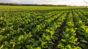 Жетісу облысында қант қызылшасы алқабын үш есе ұлғайту жоспарлануда 