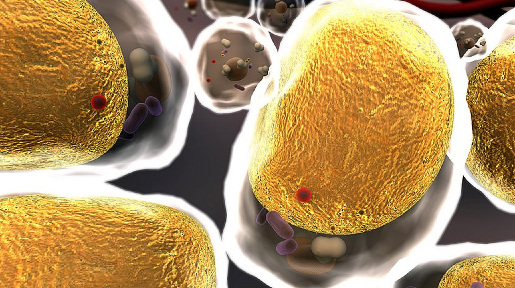 Күйзеліс ағзадағы холестерин деңгейін арттырып жібереді