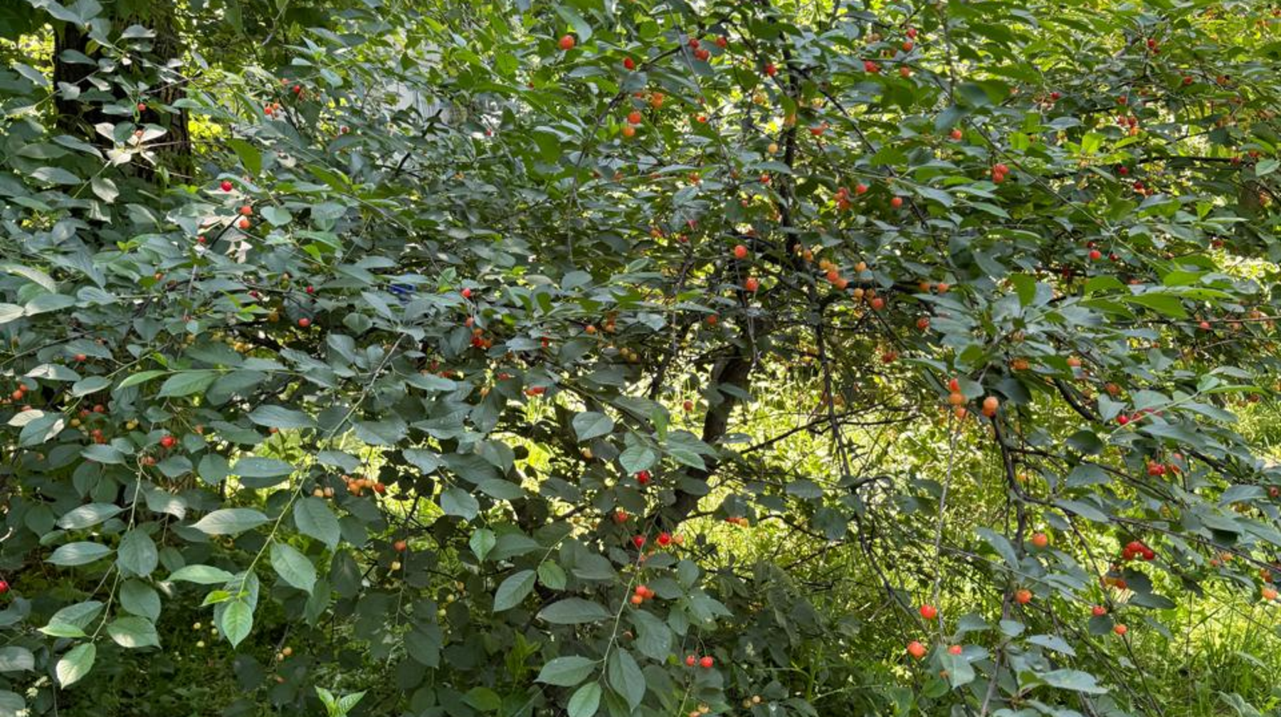  Алматының алдағы аптадағы ауа райы 