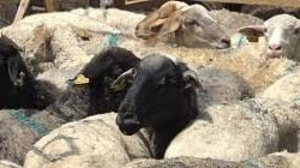 Құрбандықтың құны қанша?