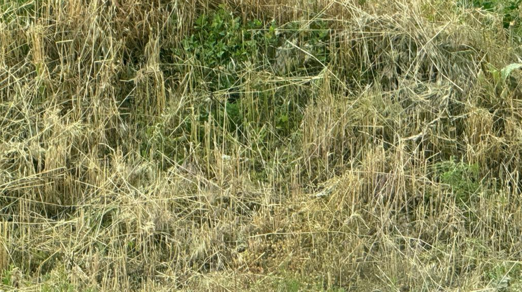 Еліміздің жеті өңірінде құрғақшылық болады