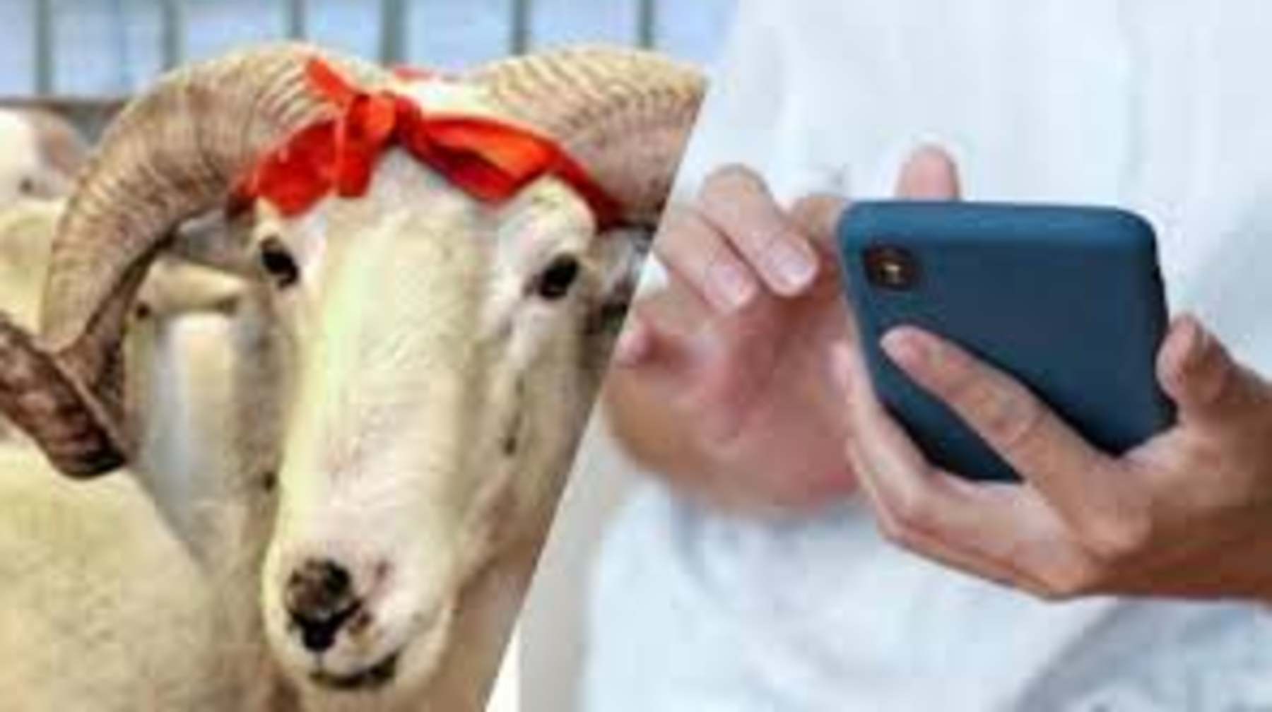 Қарыз алып құрбан шалуға бола ма?