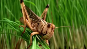 Шегірткені табыс көзіне айналдыруға болады