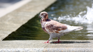 Бүгін алты өңірде күн қатты ысиды