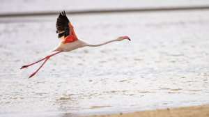 Жайыққа қоқиқаздар қонды