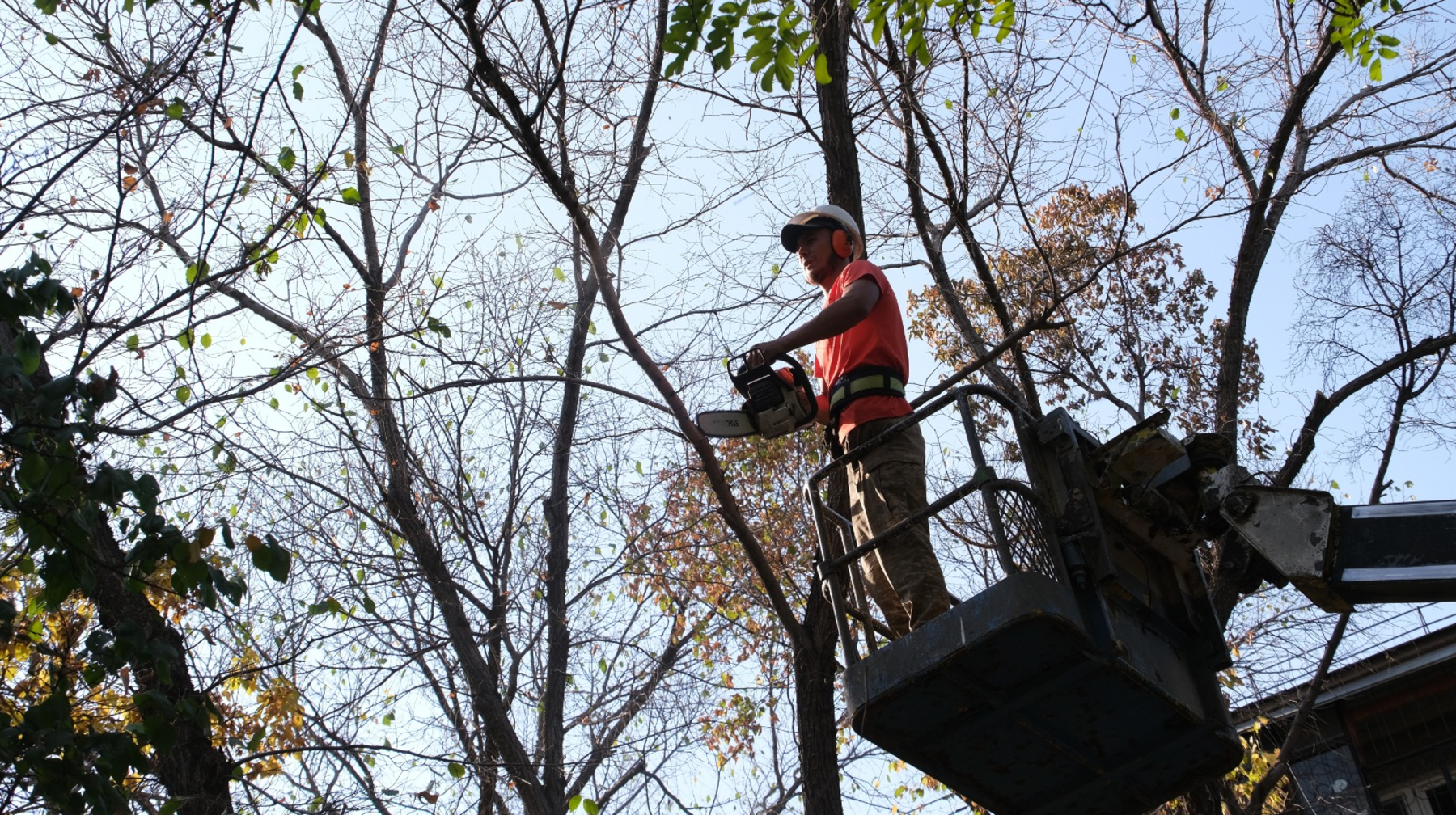 Алматыда  алты мың ағаш кесіледі